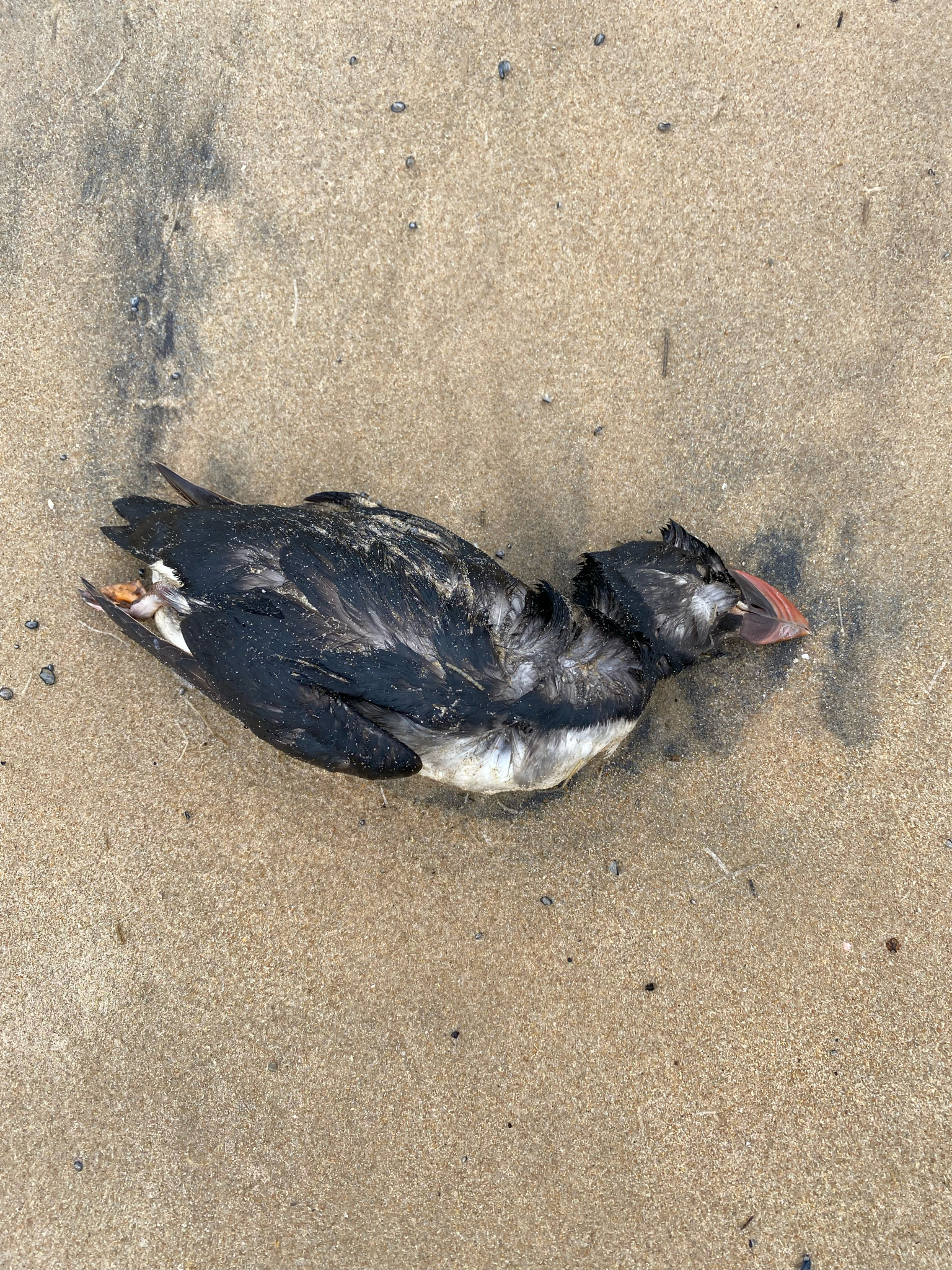 Atlantic Puffin (Fratercula arctica), photo 3