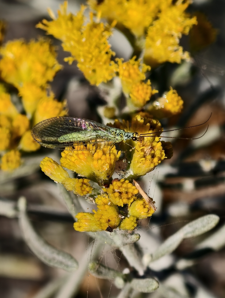 Chrysopa flaviceps