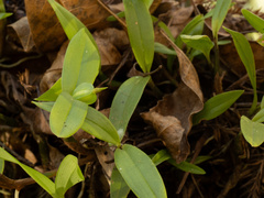 Prosthechea pygmaea
