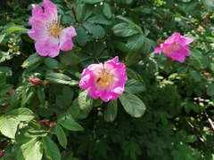 Rosa amblyotis