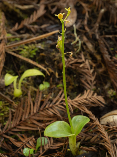 Florida adder's-mouth (Malaxis spicata)