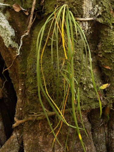 Narrow Strapfern (Campyloneurum angustifolium)