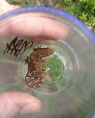 Lepidodactylus lugubris