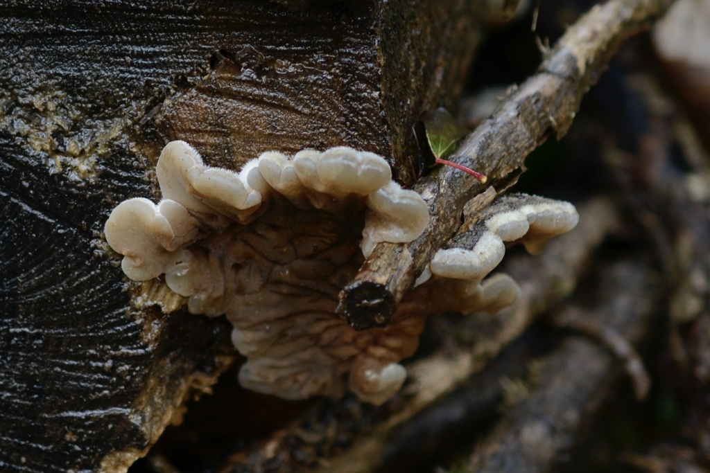 Auricularia mesenterica · January 2026 · photo: © cryptomarasmius (iNaturalist, cc-by)