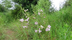 Agalinis genistifolia