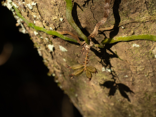 leafless bentspur orchid (Campylocentrum pachyrrhizum)