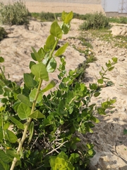 Withania frutescens, photograph (c) Gianmaria Bonari, some rights reserved (CC BY)