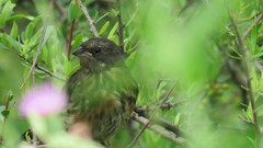 Poospiza nigrorufa