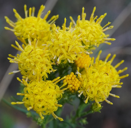 Goldilocks Aster (Galatella linosyris)