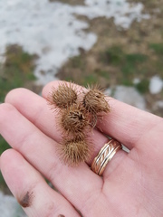 Arctium minus