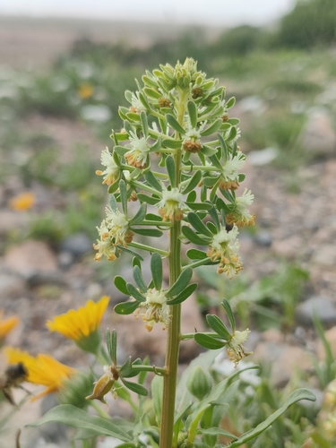 Reseda diffusa (Reseda diffusa)
