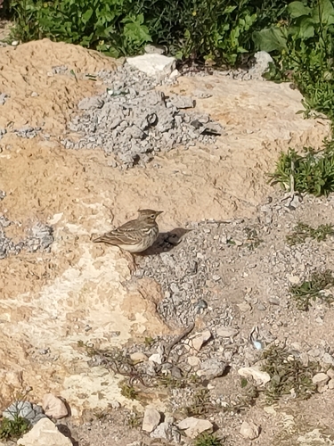 Thekla's Lark (Galerida theklae), photo 6