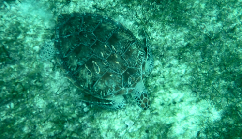 Green turtle