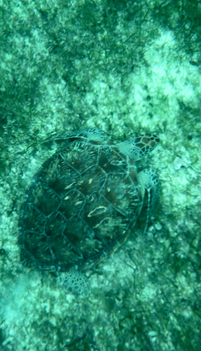 Green turtle