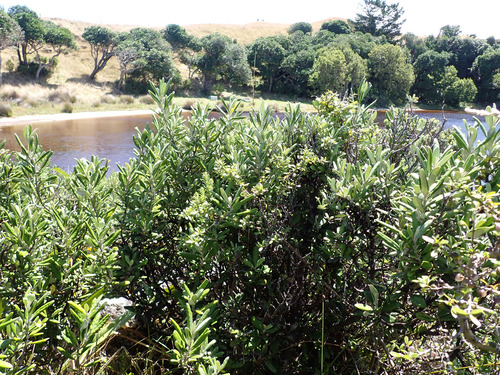 Corokia macrocarpa, photograph 5