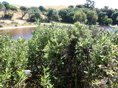 Corokia macrocarpa, photograph author not stated, no rights reserved