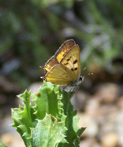 Lycaena hermes