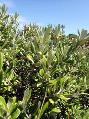 Corokia macrocarpa, photograph author not stated, no rights reserved