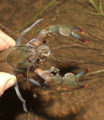 Cherax depressus