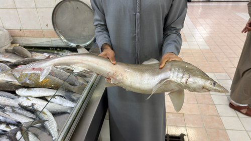 Hooktooth shark (Chaenogaleus macrostoma) — Hemigaleidae