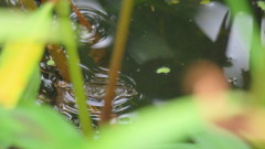 Physalaemus biligonigerus