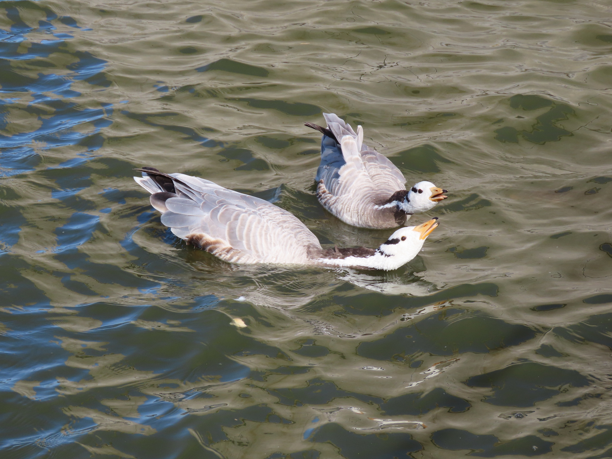 Bar-headed Goose (Anser indicus), photo 5