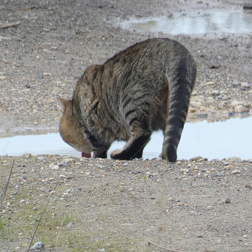 Avistamiento Gato montés (Sierra Nevada)
