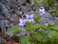 Viola langsdorffii