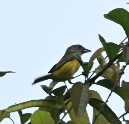 White-shouldered Tanager (Loriotus luctuosus), photo 5