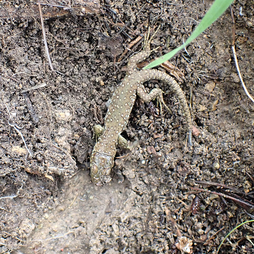 Avistamiento Lagarto ocelado (fardacho)