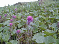 Castilleja parviflora parviflora