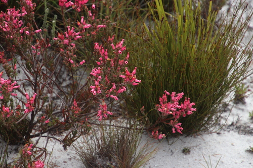 Image of Erica supranubia by (c) Tony Rebelo, some rights reserved (CC BY-SA)