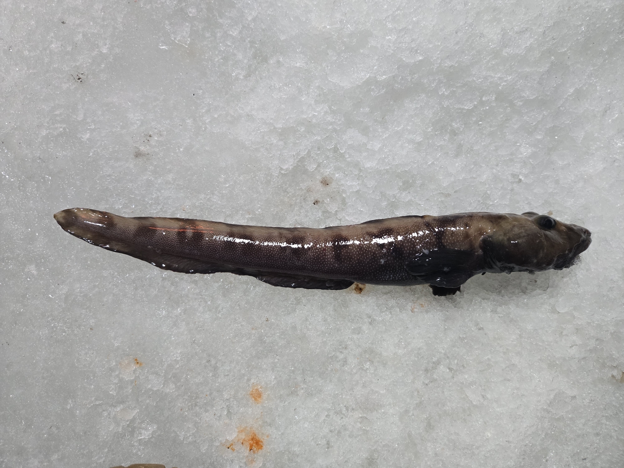 Vahl's Eelpout photo 5