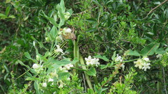 Araujia sericifera
