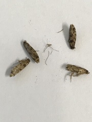 Parochmastis hilderi