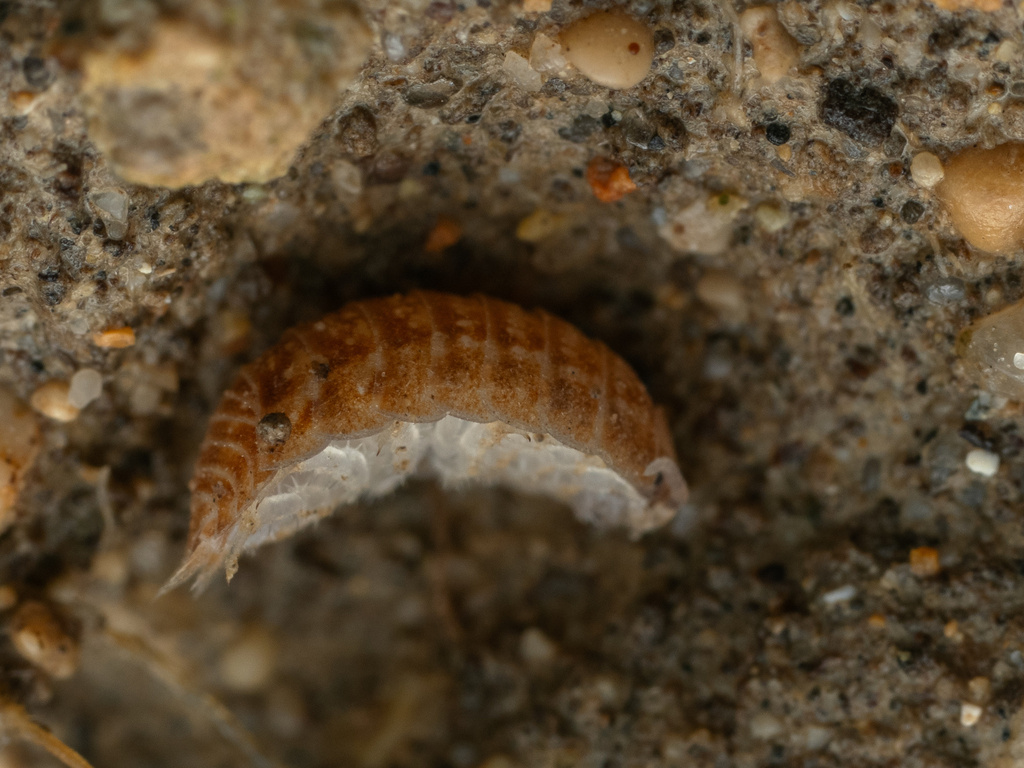 Leptotrichus panzerii