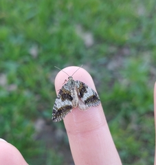 Hydriomena nubilofasciata