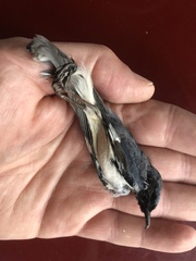 Setophaga caerulescens