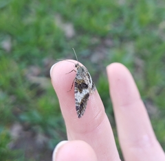 Hydriomena nubilofasciata