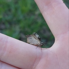 Hydriomena nubilofasciata