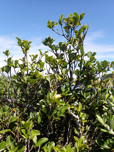 Myrsine chathamica, photograph 5