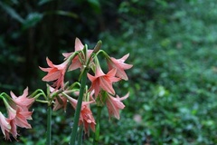 Hippeastrum stylosum