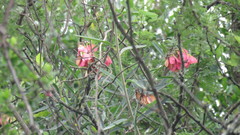 Heteropterys glabra