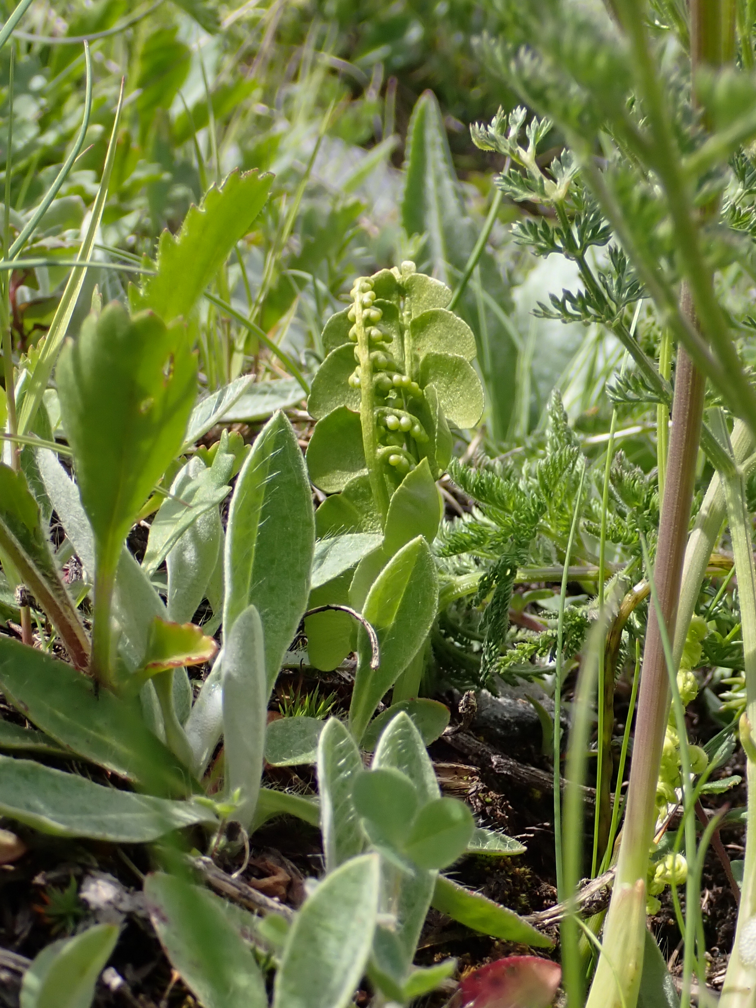 Common Moonwort (Botrychium lunaria)