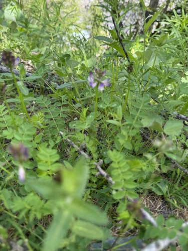 Alpine Milkvetch (Astragalus alpinus)