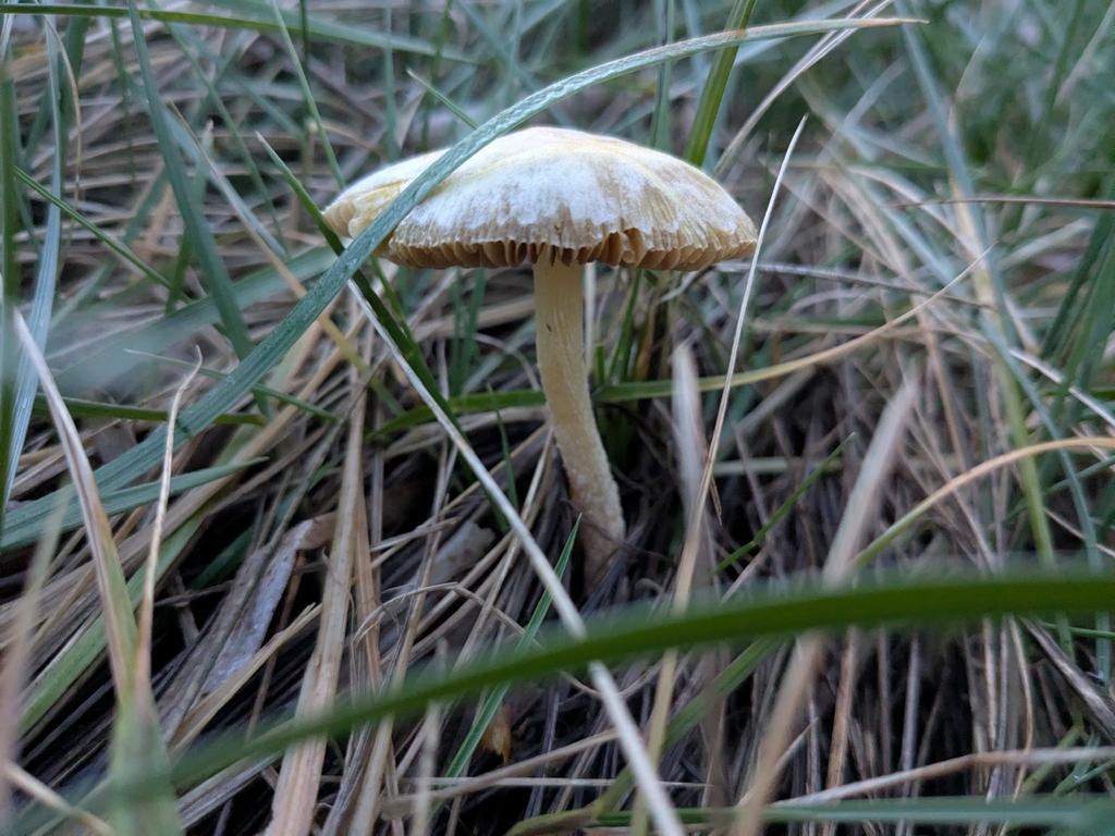 Bolbitius titubans · January 2026 · photo: © jujurenoult (iNaturalist, cc0)