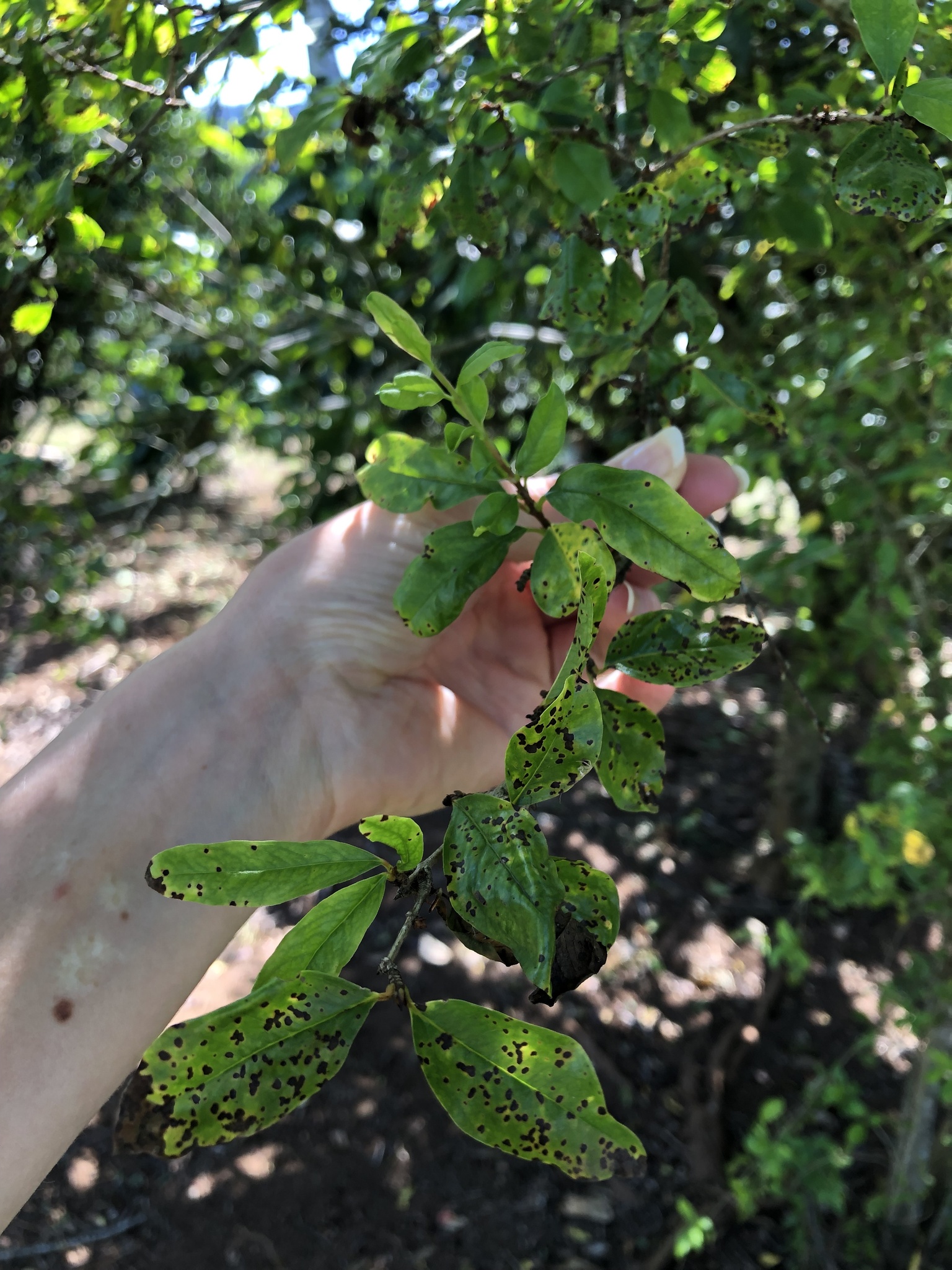 Punica granatum