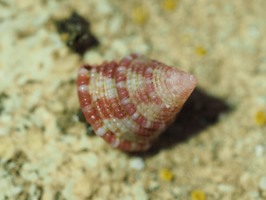 Jujubinus baudoni