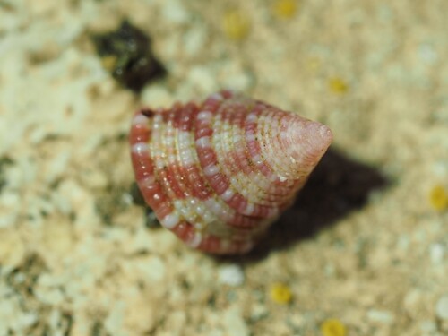 Jujubinus baudoni