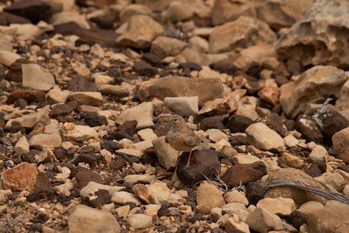 Desert Lark
